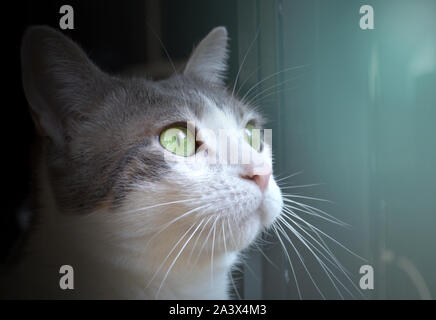 Die Schnauze des weißen Katze in Licht Stockfoto