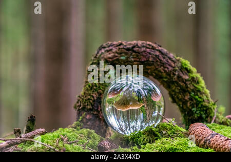 Pilz durch einen Wald auf Bemoosten grünen Wiese, umrahmt, der Blick durch eine lensball in einem Wald. Stockfoto