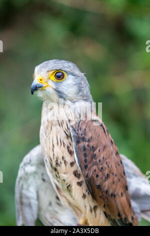- Porträt der schönen Rötelfalkens, Lat. Falco Naumanni schließen, außerhalb posiert, verschwommenen Hintergrund in Moody Tag. Kleine Raubvogel Stockfoto