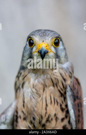 - Porträt der schönen Rötelfalkens, Lat. Falco Naumanni schließen, außerhalb posiert, verschwommenen Hintergrund in Moody Tag. Kleine Raubvogel. Direkt Stockfoto