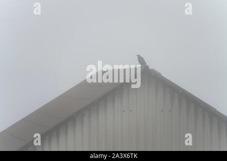 Krähe auf dem Dach, Oberweser, Weserbergland, Nordrhein-Westfalen, Hessen, Deutschland Stockfoto