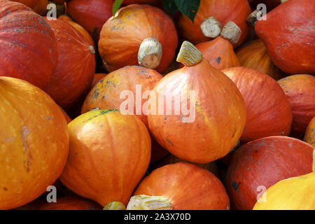 Kürbis der Sorte Red kuri Squash zum Verkauf an einen Bauernmarkt, Herbst Gemüse für Halloween und Thanksgiving, ausgewählte konzentrieren, schmale tiefe von Stockfoto