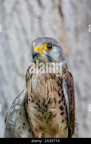 - Porträt der schönen Rötelfalkens, Lat. Falco Naumanni schließen, außerhalb posiert, verschwommenen Hintergrund in Moody Tag. Kleine Raubvogel Stockfoto