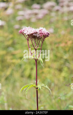 Hanf Agrimony, Eupatorium cannabinum, Levin, Sussex, UK, August, Stockfoto