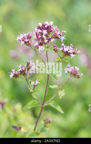 Majoran, Origanum vulgare, wilde Blumen auf Levin, Sussex, UK, August, Stockfoto