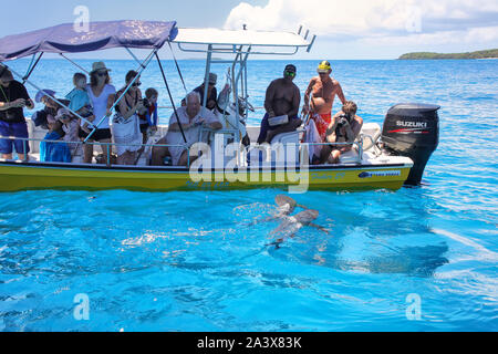 Touristen beobachten Grauen Haie von einem Boot in der Nähe der Insel Gece, ouvea Lagune, Loyalty Islands, New Caledonia. Die Lagune wurde als UNESCO-Herit aufgeführt Stockfoto