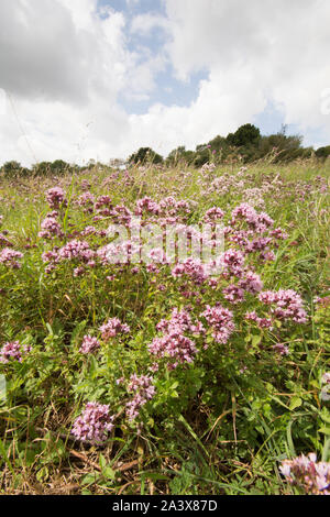 Majoran, Origanum vulgare, wilde Blumen auf Levin, Sussex, UK, August, Stockfoto