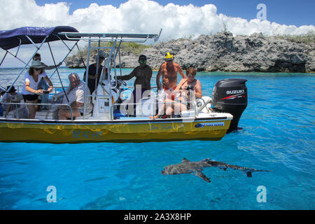 Touristen beobachten grauen Hai von einem Boot in der Nähe der Insel Gece, ouvea Lagune, Loyalty Islands, New Caledonia. Die Lagune wurde als UNESCO-Herita aufgeführt Stockfoto