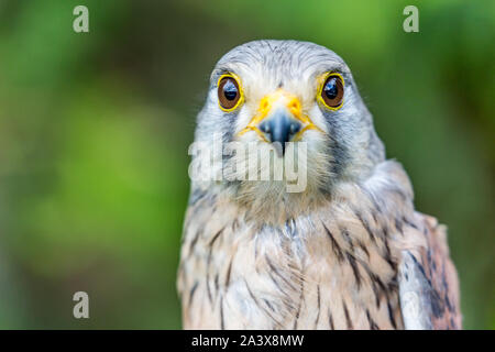 - Porträt der schönen Rötelfalkens, Lat. Falco Naumanni schließen, außerhalb posiert, verschwommenen Hintergrund in Moody Tag. Kleine Raubvogel. Direkt Stockfoto