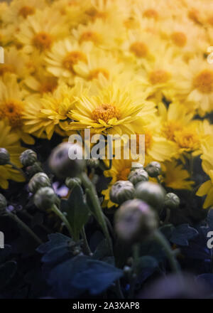 In der Nähe von blühenden gelben Chrysanthemen und unflowered Knospen. Blühende Herbstblumen Natur Hintergrund. Weiche vertikaler mit blühenden Michaelm Stockfoto