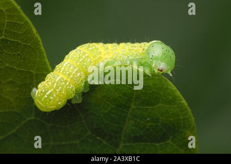 Gemeinsame Quaker motte Caterpillar (Orthosia cerasi) Kriechen auf Eichenlaub. Tipperary, Irland Stockfoto