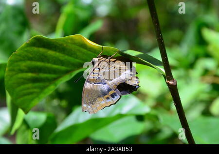 Schmetterling auf einem Ast Stockfoto