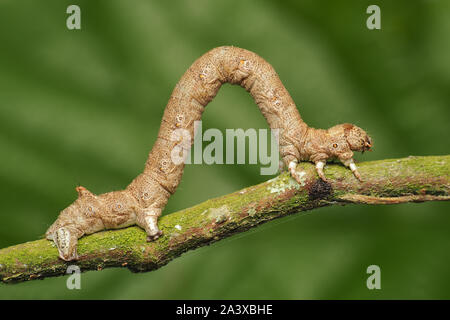 Gefiederte Thorn motte Caterpillar (Colotois pennaria) in Ruhe auf Zweig. Tipperary, Irland Stockfoto