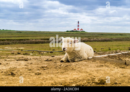 Schafe auf dem Deich am Leuchtturm Westerhever Stockfoto