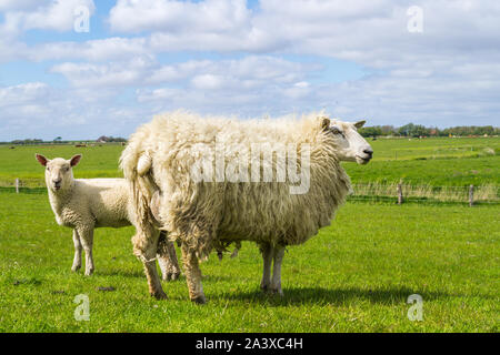 Schafe auf dem Deich an der Nordsee Stockfoto