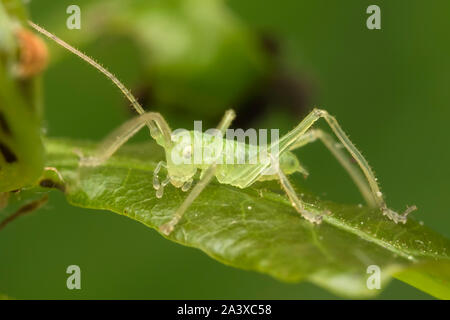 Eiche Bush cricket Nymphe (Meconema thalassinum) ruht auf Eichenlaub. Tipperary, Irland Stockfoto