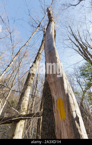 Gelbe Weg auf einem toten Baum entlang der Mt Tecumseh Trail in Waterville Valley, New Hampshire gemalt. Stockfoto