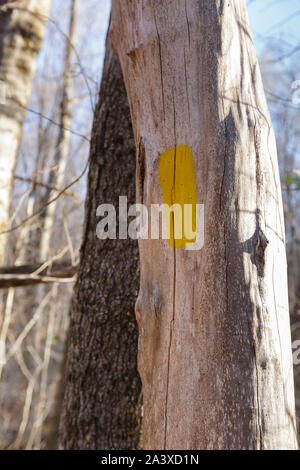 Gelbe Weg auf einem toten Baum entlang der Mt Tecumseh Trail in Waterville Valley, New Hampshire gemalt. Stockfoto