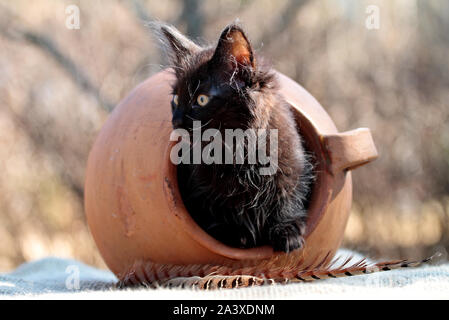 Eine schwarze drei Monate alte Norwegische Waldkatze mit Versteck spielen und mit einem großen braunen Tontopf suchen Stockfoto