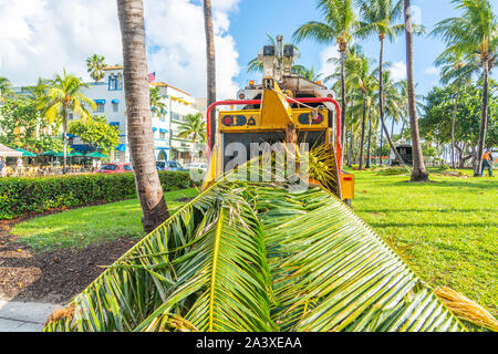 Miami, USA - September 09.09.2019: Schnitt Palmen auf Miami South Beach USA Stockfoto