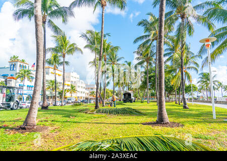 Miami, USA - September 09.09.209: Schneiden Palmen auf Miami South Beach USA Stockfoto