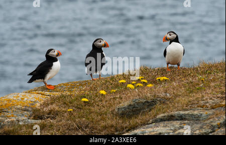 Papageientaucher an der Papageientaucher Kolonie in Elliston, Neufundland Stockfoto