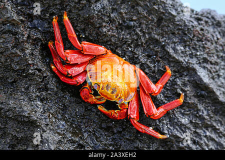 Sally Lightfoot Crab (Grapsus grapsus) am Espanola Island, Galapagos, Ecuador. Stockfoto