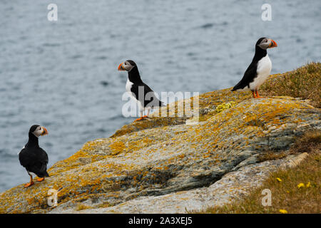 Papageientaucher an der Papageientaucher Kolonie in Elliston, Neufundland Stockfoto