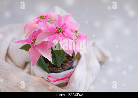 Weihnachten rosa Weihnachtsstern vergossen mit beiger Strickpullover mit Schneeflocken fallen, getönt Stockfoto