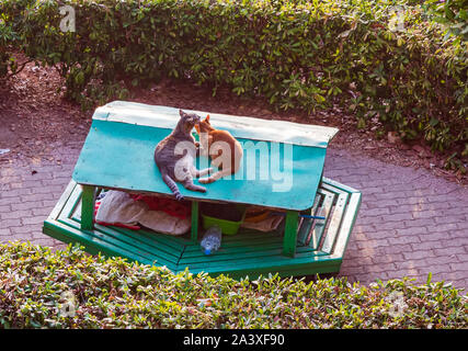 Katzen von Malta - Zwei streunende Katzen liegen auf dem Dach Ihres Hauses in Sliema Unabhängigkeit Garten. Graue Katze lecken und Pflege ginger Cat. Katze Liebe. Stockfoto