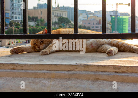 Katzen von Malta - stray Ginger tabby Katze unter dem Geländer Schlaf- und beleuchtet am Abend warmes Sonnenlicht an der Promenade von Sliema. Stockfoto