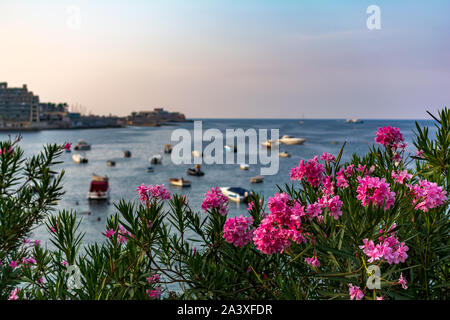 Pulsierende rosa Nerium oleander Blumen mit unscharfen Boote und Yachten in Maltas Balluta Bucht im Hintergrund geparkt. Helle natürliche Blume Karte. Stockfoto