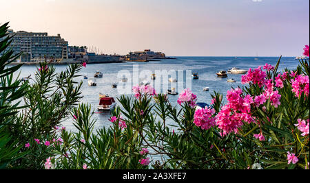 Pulsierende rosa Nerium oleander Blumen gegen Boote und Yachten in Maltas Balluta Bucht geparkt. Hellen natürlichen Blumen und Landschaft Karte. Stockfoto