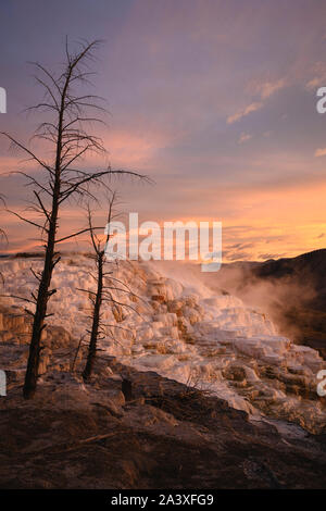 Kanarischen Frühling Travertin Formationen bei Sonnenaufgang, Obere Mammut Terrassen, Yellowstone National Park, Wyoming, USA. Stockfoto