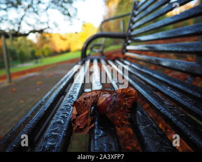 Conkers auf einer Bank im Park Stockfoto