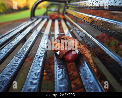 Conkers auf einer Bank im Park Stockfoto