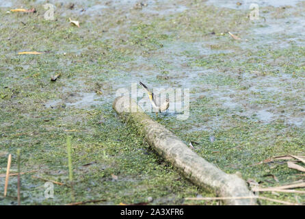 Die nahrungssuche Gebirgsstelze (Motacilla cinerea) Stockfoto