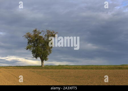 Gepflügte Feld mit einer einzigen Apple Tree am Horizont vor wolkigem Himmel Stockfoto