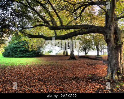 Herbstfarben im Park - Watford Stockfoto