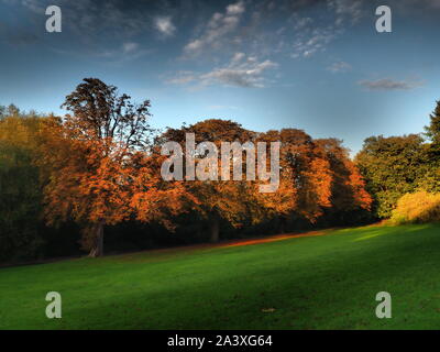 Herbstfarben im Park - Watford Stockfoto