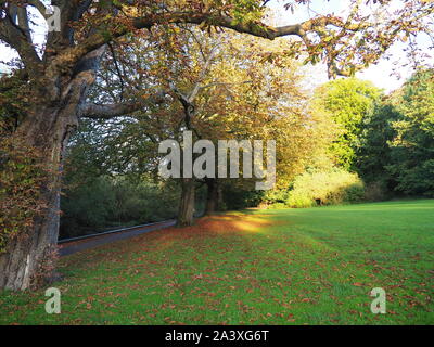 Herbstfarben im Park - Watford Stockfoto