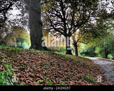 Herbstfarben im Park - Watford Stockfoto