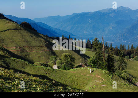 Pferde grasen im Himalaya Gebirge Stockfoto