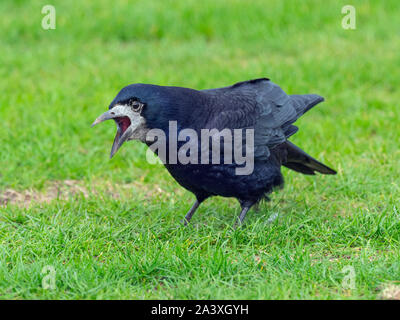 Saatkrähe Corvus frugilegus, in küstennahen Bereich Norfolk Stockfoto