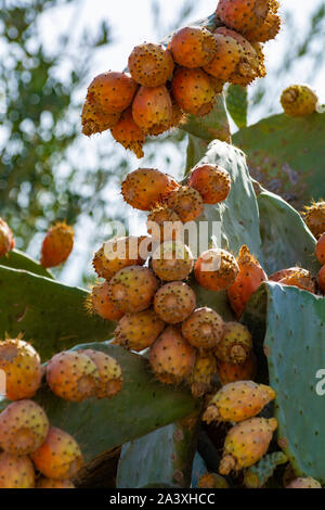 Leckere reife Früchte von Opuntia ficus indica Kakteen oder pickly Birne, zur Ernte bereit Stockfoto