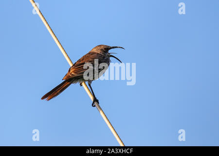 Hood spottdrossel (Mimus macdonaldi) am Espanola Island, Galapagos, Ecuador. Es ist endemisch in Espanola Island. Stockfoto