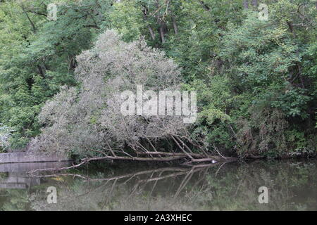 Toter Baum liegen über dem Wasser und reflektiert werden Stockfoto