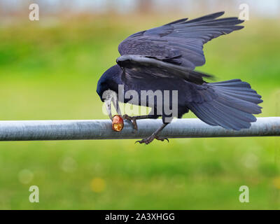 Saatkrähe Corvus frugilegus Fütterung auf Rosskastanie Küsten Feld Norfolk Stockfoto