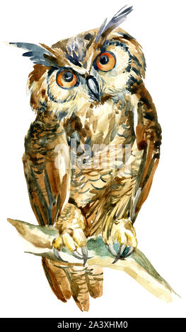 Aquarell Eule auf einem Ast auf weißem Hintergrund. Süße lange eared owl starrte mit orangefarbenen Augen. Aquarell weiser Vogel. Handgemalte Kunst illustra Stockfoto