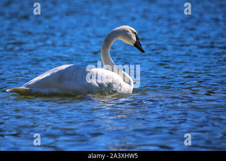 Trompeter Schwan (Cygnus buccinator) im Yellowstone National Park, Wyoming, USA Stockfoto